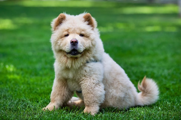 portrait of a chow chow dog in the park