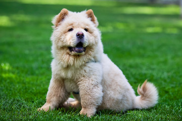 Fototapeta premium young dog chow chow sits on green grass