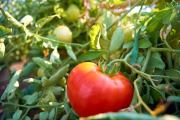 tomatoes in the bush