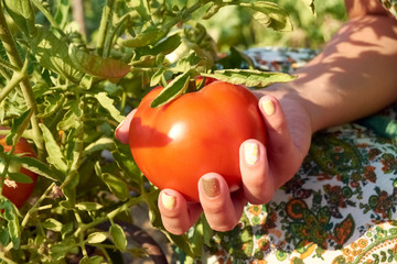 Girl's hand picking a tomato from the bush.