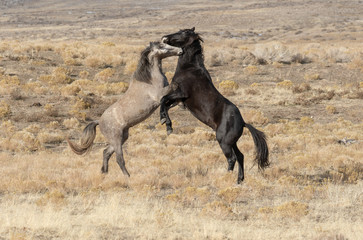 Fototapeta na wymiar Pair of Wild Horse Stallions Fighting