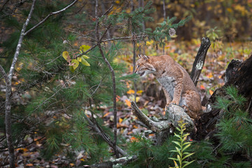 Bobcat (Lynx rufus) Sits on Root Bundle Looking Left Autumn