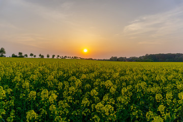 Sunset field