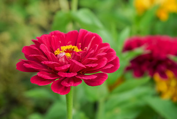 Fototapeta premium Red Zinnia flower on blurred green background.