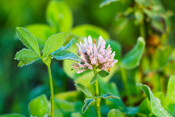 Wild meadow clover flower