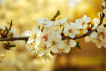 Obraz premium blooming tree branch