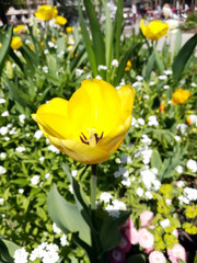 tulipe jaune 1