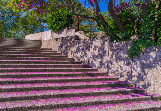 Stairs in Paris covered with purple fallen leaves of a blooming tree 