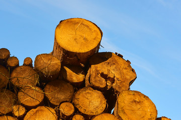 Woodpile of cut Lumber for forestry industry 