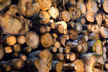 Woodpile of cut Lumber for forestry industry 