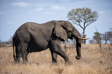 Fototapeta na wymiar African Elephant Bull