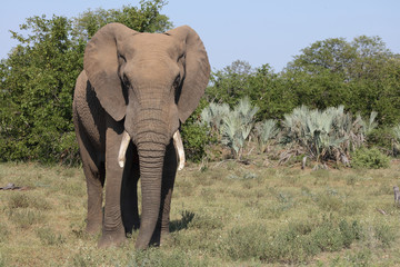 Afrikanischer Elefant / African elephant / Loxodonta africana