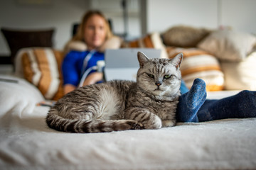 A cute British Shorthair cat with blonde girl