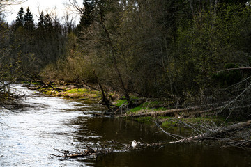 the spring river with the tumbled-down trees