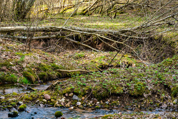 z-shaped streamlet against the background of lying trees