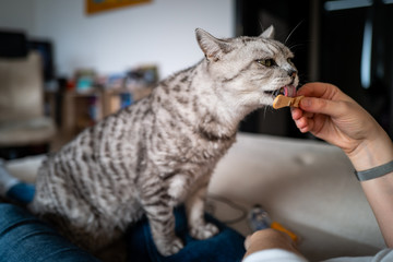 A cute British Shorthair cat getting fed
