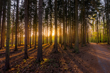 Kunratice forest - beautiful green park with trees and path during sunset in Prague (secret gem, popular travel destination in Czech Republic, Europe)