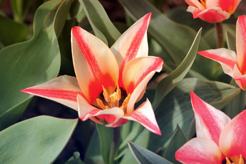 Flowers in the garden close up