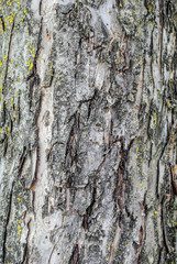 tree bark texture