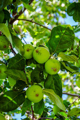 Green apples on a branch, vertical