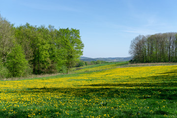 Dandelion