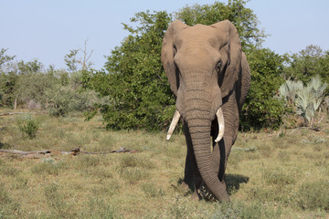Afrikanischer Elefant / African elephant / Loxodonta africana