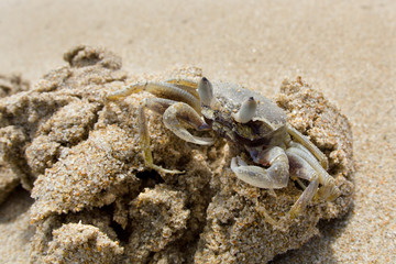 Sand crab on a pile of sand on a beach, Vietnam