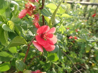 beautiful spring tree in a blossom