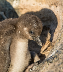 African Penguins © Cathy Withers-Clarke