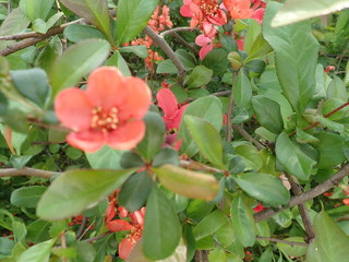 beautiful spring tree in a blossom