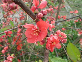 beautiful spring tree in a blossom