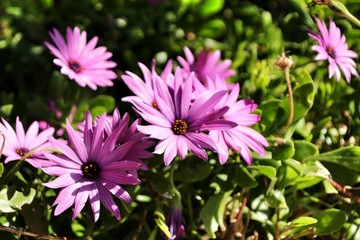 Dimorphoteca ecklonis flowers in the garden