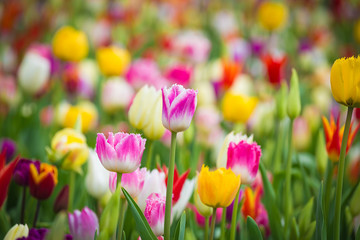 Beautiful bright colorful multicolored yellow, white, red, purple, pink tulips on a large flower-bed in the city garden, close up