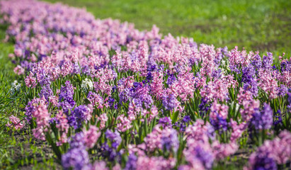 Large flower bed with multi-colored hyacinths, traditional easter flowers, flower background,...