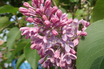beautiful spring tree in a blossom