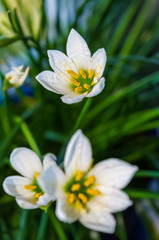decorative white flower rain lily Zephyranthes grandiflora