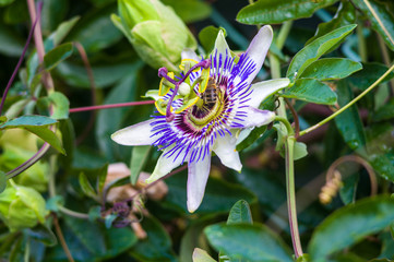 passion flower Passiflora caerulea Passionflower against green garden background