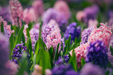 Large flower bed with multi-colored hyacinths, traditional easter flowers, flower background,...
