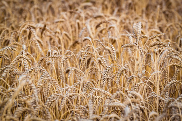 Wheat field. Ears of golden wheat close up.