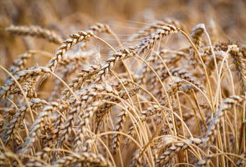 Fototapeta premium Wheat field. Ears of golden wheat close up.