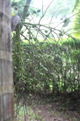 Fototapeta premium Roślina zielona perspektywa