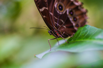 butterfly on leaf