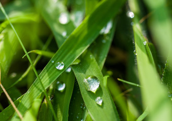 Drops of water on the green grass after rain, macro