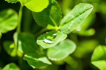 Bug drinking from a drop of water on the green grass after the rain, macro photo