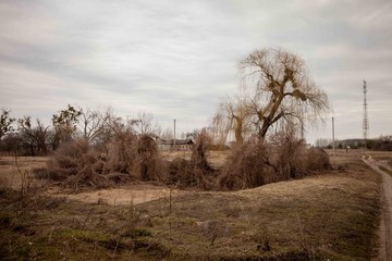 bare trees in the fog