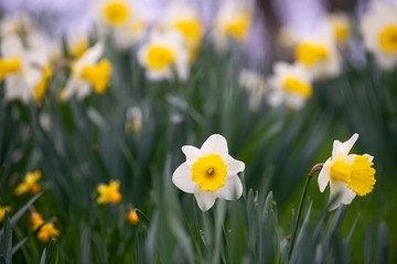 Daffodils in the grass