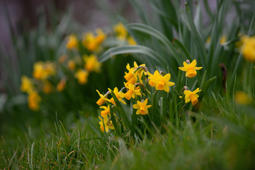 Daffodils in the grass