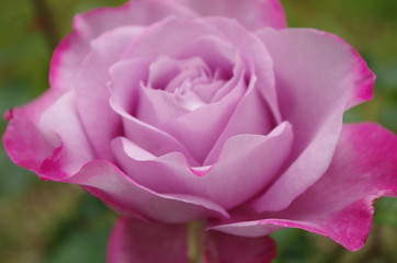 Une rose violette