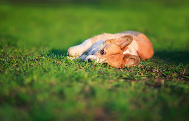 funny red puppy Corgi lies on green young the grass on spring Sunny meadow in Park and quite dormant