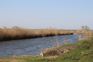 bay estuary overgrown with reeds